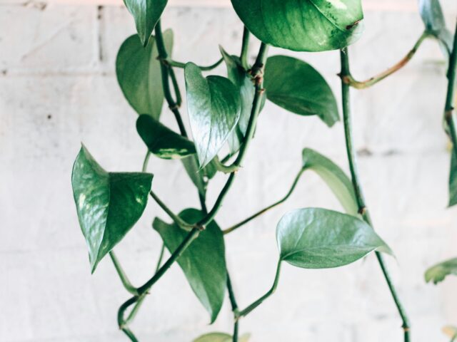 10 Plants Perfect for Your Rivermark Apartment